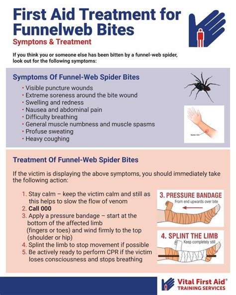 Spider Bites Pictures And Symptoms