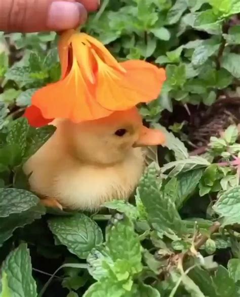 Just a duckling wearing a hat, that’s all [Video] | Cute animals, Funny ...