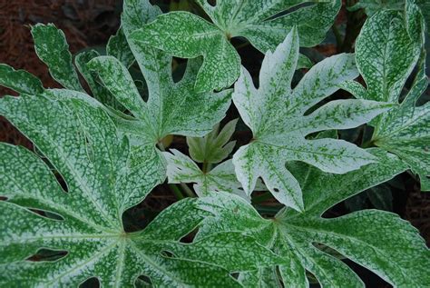 Fatsia japonica ‘Spider Web’ – Nurseries Caroliniana