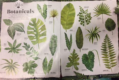 Botanicals tropical plants and names | Plants, Foliage plants, Zebra plant