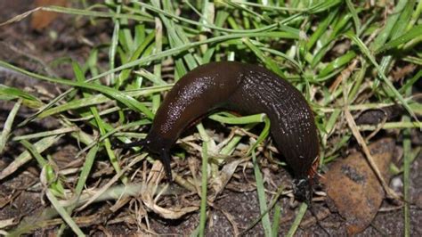 Edible Snails: How to Collect Edible Snails + Recipes for Cooking