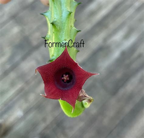 Purple Red Flower Cactus / Red Dragon Huernia Schneideriana - Etsy