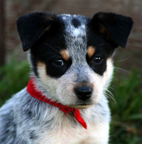 Foto 's van blauwe Heelers - mooie foto' s van Australische ...