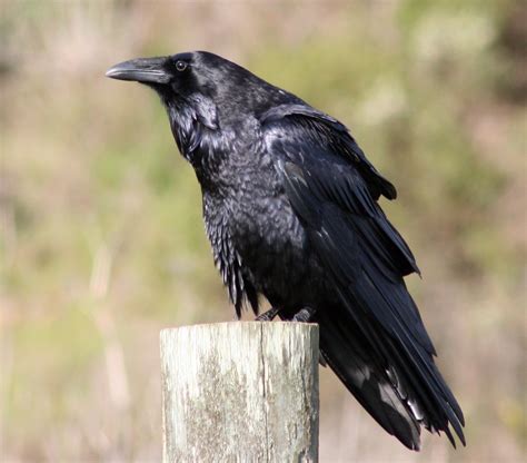 CROWS vs. RAVENS (and the Corvid family tree) ... - Denizens of Earth