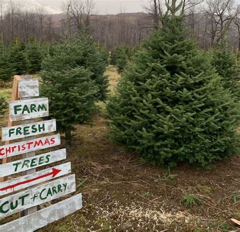 Alaska Made: There’s only one Christmas tree farm in Alaska. It’s on ...