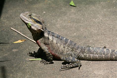 Australian Water Dragon (Cooloola Bioblitz Animals minus Birds ...