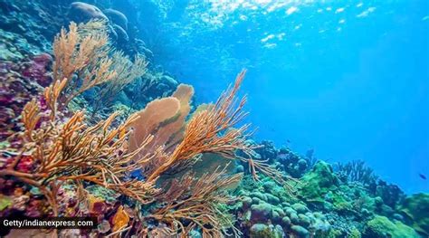 Fishing gear plastic found to cause most of coral reef plastic ...