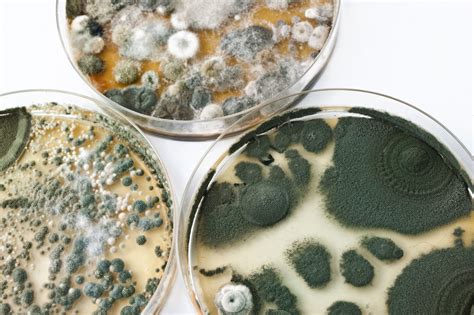 Hidden Mold in Your House: How to Find, Identify, and Treat - Home ...