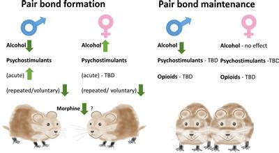 Frontiers | The Prairie Vole Model of Pair-Bonding and Its Sensitivity ...