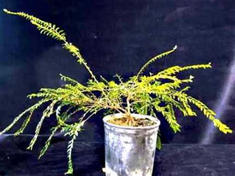 Phyllanthus myrtifolius