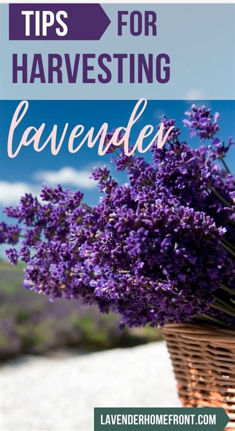 Harvesting Lavender | Harvesting lavender, How to harvest lavender ...