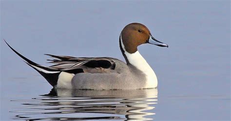 Northern Pintail Sounds, All About Birds, Cornell Lab of Ornithology