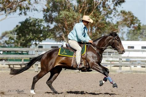 Horse Breed: Australian Stock Horse