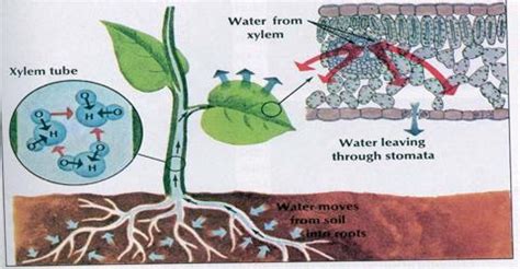 Difference between Diffusion and Osmosis - QS Study