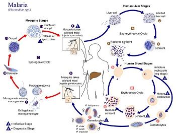 Malaria Parasites, Types & Life Cycle | Study.com