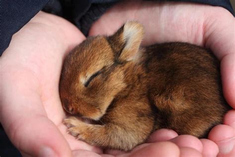 lovely sleeping baby rabbit Pet Bunny, Baby Squirrel, Baby Bunnies ...