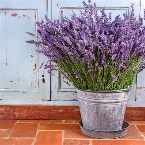 How to Grow Lavender Indoors - Five Spot Green Living