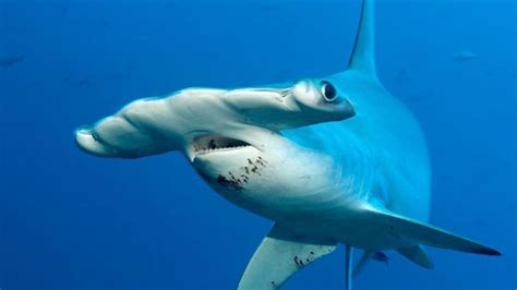 BBC - Earth - Why do hammerhead sharks look like that?