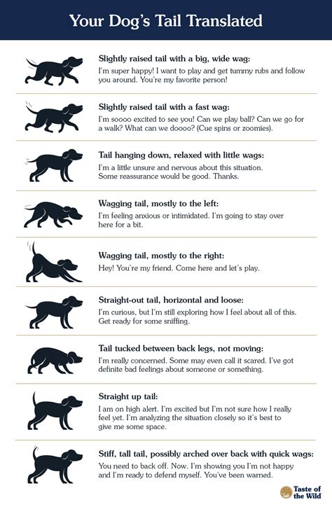 Translating Your Dog’s Tail