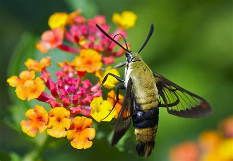 Hummingbird Moth Facts, Images & Species Info - Hummingbirds Plus