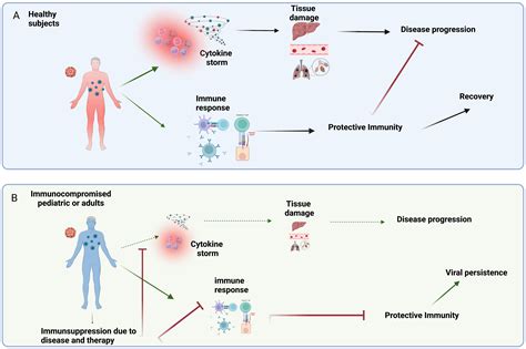 Frontiers | Emerging viral infections in immunocompromised patients: A ...