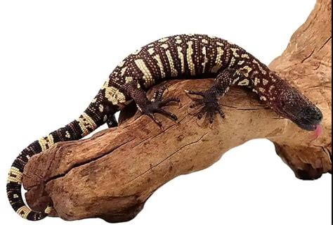 Mexican Beaded Lizard For Sale Online - Reptiles Heaven