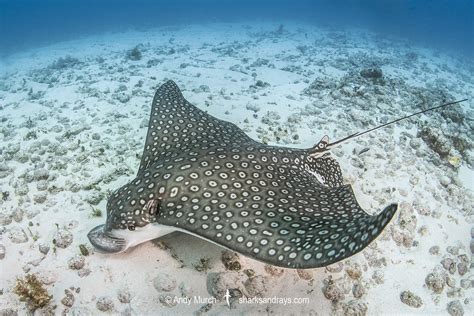 Spotted Eagle Ray Facts