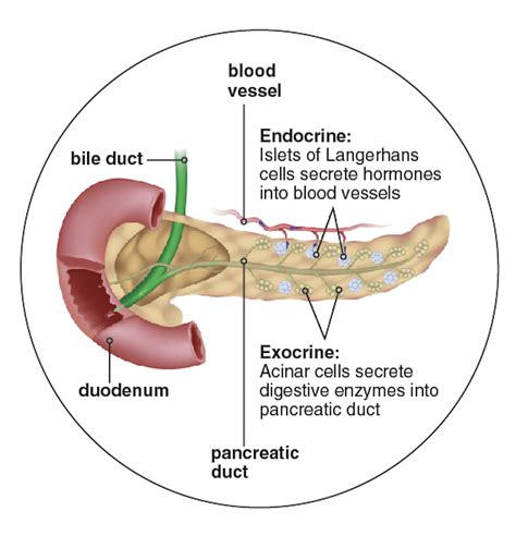 The Pancreas: Two Glands in One - IDEA Health & Fitness Association