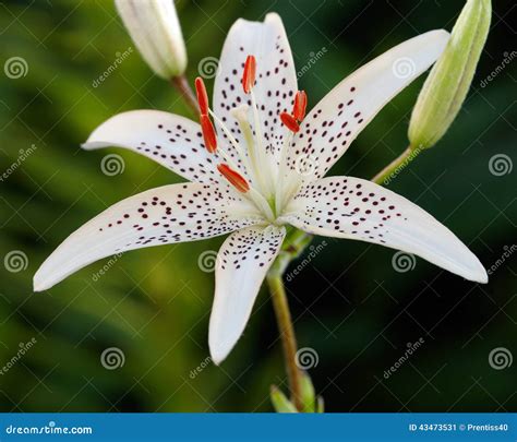 White tiger lily stock image. Image of nature, close - 43473531