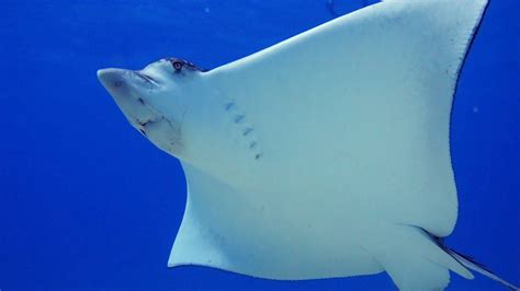 13 Spotted Eagle Ray Facts That Will Blow Your Mind | Dressel Divers