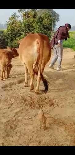 High Breed Sahiwal Cow at Best Price in Karnal | Joginder Dairy Farm