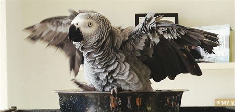 African Grey Parrot: Species Characteristics & Care