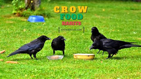 Crow Food Habits: 9 Interesting Facts To Know About It