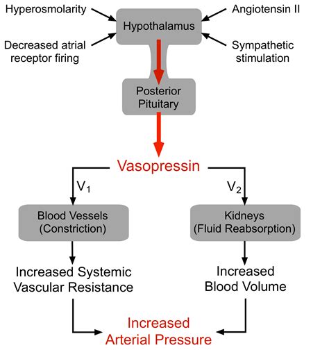 CV Physiology | Vasopressin (Antidiuretic Hormone)