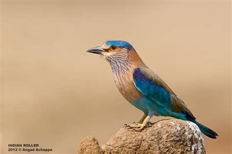 Wildlife photography: State Bird of Karnataka - Indian Roller