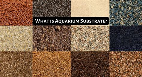 What Is Aquarium Substrate: The ULTIMATE Guide