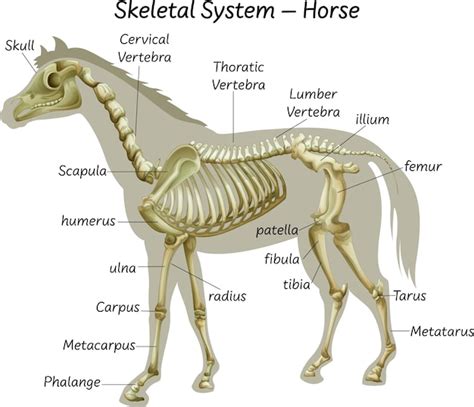 Free Vector | Science horse skeletal system