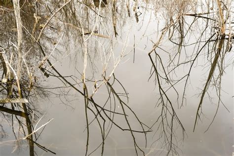 Premium Photo | Dead Tree Water Pond Reflection