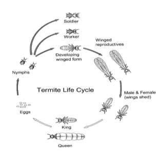 termite life cycle time - Beata Perdue