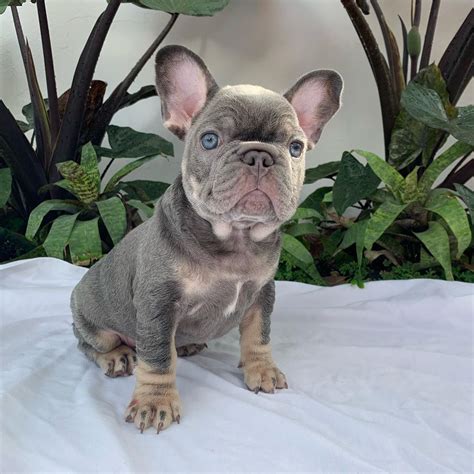 Frenchie puppies for sale/Frenchie puppies for sale near me