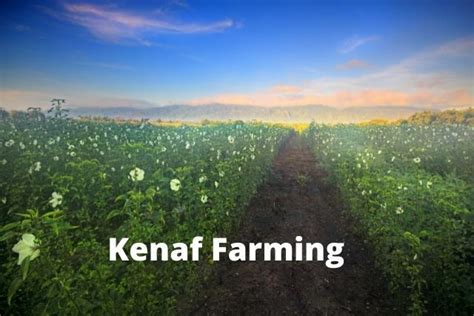 Kenaf Farming in Nigeria: The Ultimate Guide on How to Grow Kenaf ...