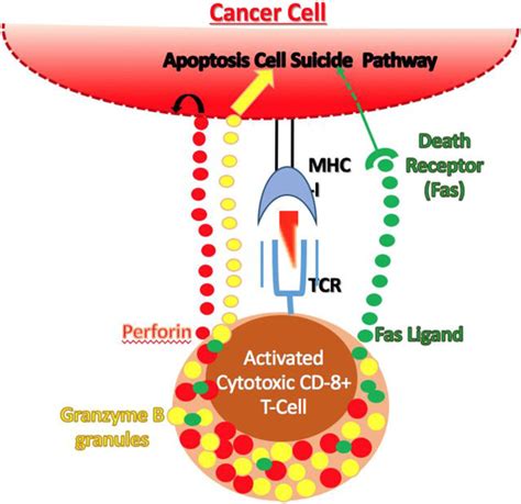 Maturation of a cytotoxic T cell. Cytotoxic T cells are activated as ...