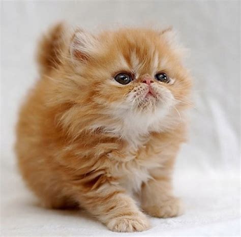 Top 10 Cutest Cat Breeds That Will Make You Smile – Easyday