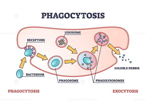 Phagocytosis as cellular ingesting and eliminating process outline ...