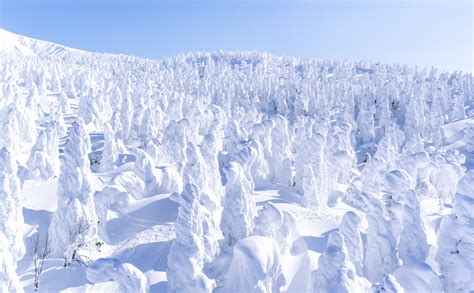 Mt. Zao Snow Monster Private Tour - The Hidden Japan