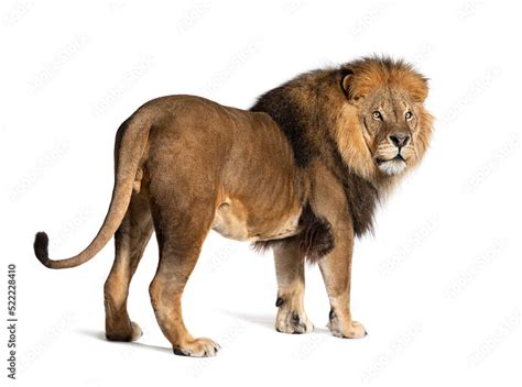 Back view on a male lion looking away, isolated on white Stock Photo ...