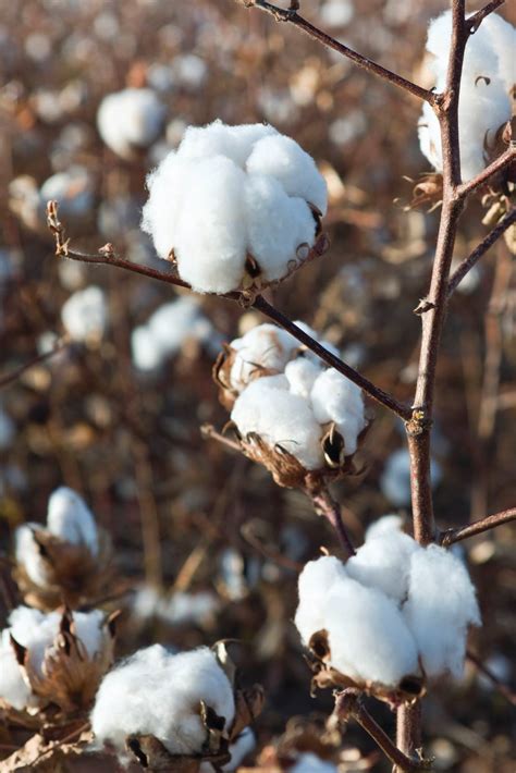 Texas Supreme Court Considers Arbitration Clause in Cotton Case - Texas ...