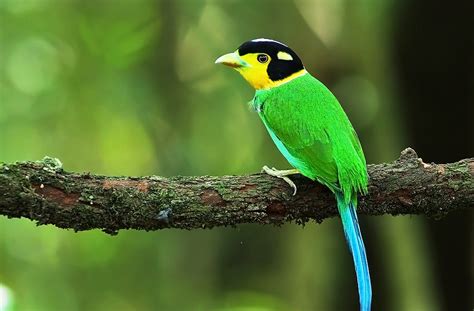 The Long-tailed Broadbill- Charismatic Planet