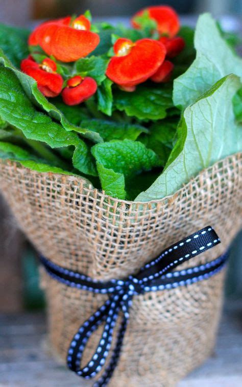 Wrap pot plants in burlap sacks and tie with a ribbon. Would be a great ...