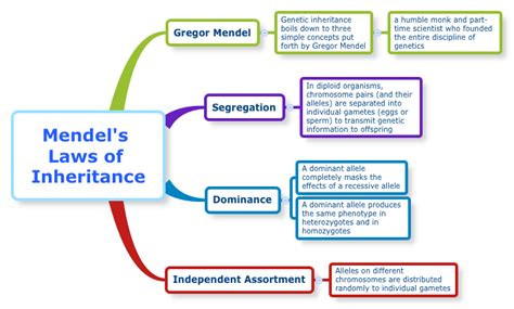 XMind: Mendel's Laws of Inheritance mind map | Biggerplate